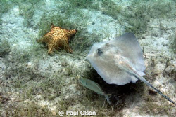 A Trio - taken at Waterlemon Bay with natural light while... by Paul Olson 